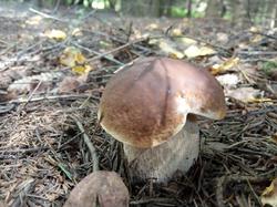 IMG_20200724_145548.thumb.jpg.48433f4c8d51e8df111113c3cbabd86e.jpg