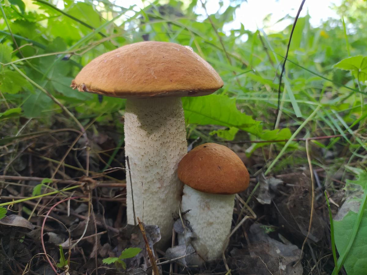 В рязани есть грибы