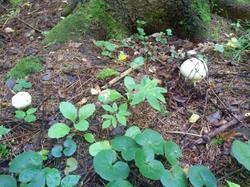 IMG_20200725_100020.thumb.jpg.abd959f8ee861783fee8a5d75aa9b265.jpg