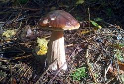 IMG_20200725_101242.thumb.jpg.90957c1a60b4a83c31312a7e0b2300c2.jpg
