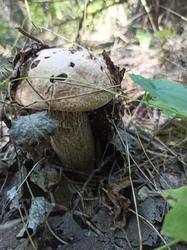 IMG_20200725_141700.jpg