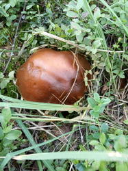IMG_20200727_081120.thumb.jpg.a5530f94221f0c5f1e7e73ca1c170a7b.jpg