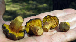 Phylloporus_pelletieri_3_AWP_20200704.thumb.JPG.f4b4e8de34aed5515cffe393e1572c54.JPG