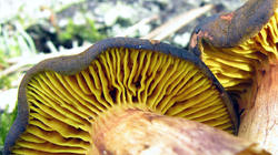 Phylloporus_pelletieri_4_AWP_20200704.thumb.JPG.20512d88fa833b3bb9530a468333e01b.JPG