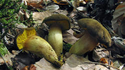 Phylloporus_pelletieri_AWP_20200704.thumb.JPG.591207c44b1a85679376b082c458d2df.JPG