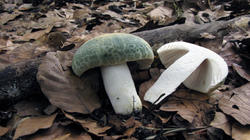 Russula_virescens_3_AWP_20200706.thumb.JPG.f77065c2422795c3ff34f43e7de6485b.JPG