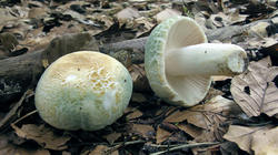 Russula_virescens_AWP_20200706.thumb.jpg.a3147b98981cd91b774610c1a2765915.jpg