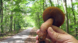 Suillellus_luridus_2_20200701.thumb.JPG.ff46a6df4ec843aacd115c2d5de1d9ed.JPG