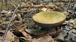 Suillellus_luridus_AWP_20200701.thumb.JPG.8854e0765154f372a8b2eaf448db9cc2.JPG