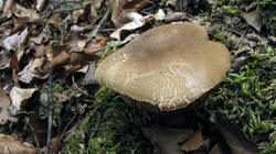 Tylopilus_felleus.thumb.JPG.b742dd445b4add15b063366b3b86cbe3.JPG