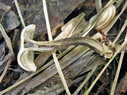 Tephrocybe putida 200823 ива (5).JPG