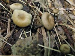 Tephrocybe putida 200823 ива (2).JPG