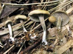 Tephrocybe putida 200823 ива (3).JPG