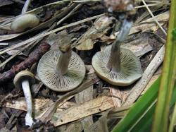 Tephrocybe putida 200823 ива (4).JPG