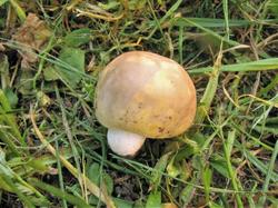 Russula (2).JPG