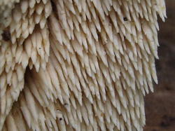 54547325_IMG_53461.thumb.jpg.1af261c9fe2104ce7e26bb7a40d74ff9.jpg