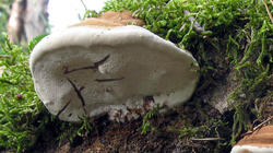 701011028_Ganoderma_applanatum_3_AWP_20200829.thumb.JPG.5ce2f59a67c522597bc35ca76a584be7.JPG