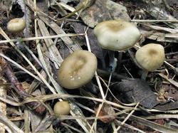 Tephrocybe putida 200823 ива (1).JPG