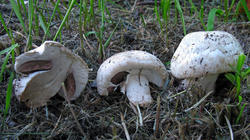 Agaricus_bisporus_AWP_20200824.thumb.jpg.2f5022c33d584fbd65d34a6bf7edb4d8.jpg