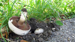 Agaricus_bitorquis_2_AWP_20200826.thumb.JPG.892dd1992682304a5f19ce3c47078f07.JPG