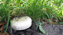 Agaricus_bitorquis_AWP_20200826.thumb.JPG.e9d65c8d0df40f0302c2bd59822ce1d8.JPG