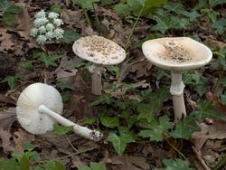 Amanita-eliae_02.thumb.jpg.3346d7e354ca6edd4e28b08cb82dd3f7.jpg