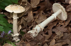 Amanita-eliae_04.thumb.jpg.dd06f5e7b834b2ca5c76f9ef34772e50.jpg