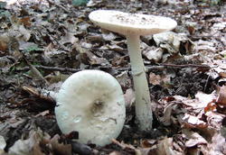 Amanita-eliae_05.thumb.jpg.491bf0772159e76417d49aa88c801bd9.jpg