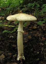 Amanita_eliae_STYu_20090820.thumb.jpg.1635b8c8a9dad62c2912a868a3191a6a.jpg