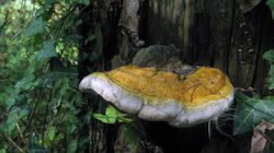 Fomitopsis_pinicola_AWP_20200805.thumb.JPG.a422e1f5eaf0f53209dee9be716c088a.JPG