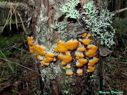 Fuligo_muscorum_NND_20160904-1.thumb.jpg.9d4b49d9e01c04f65b162b64c75df645.jpg