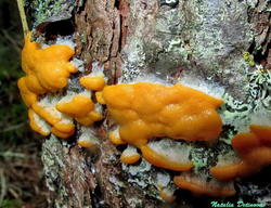 Fuligo_muscorum_NND_20160904-2.thumb.jpg.39fc085f1d5e64dd905471a6cb7fb2c6.jpg