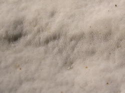 IMG_8443-2.thumb.jpg.e8d61dc84f3546ca09a4ca4c670689a2.jpg