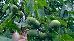 Juglans_regia__AWP_20200824.thumb.JPG.25f070c0db7f07d5669c6cdc07e02a71.JPG