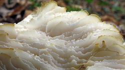 Lentinus_lepideus_2_AWP_20200829.thumb.JPG.c4c93e1fc6cdc16155c45be117650bb1.JPG