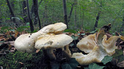 Lentinus_lepideus_AWP_20200829.thumb.JPG.3a3712bd16cde984106649e6ae9b8f71.JPG