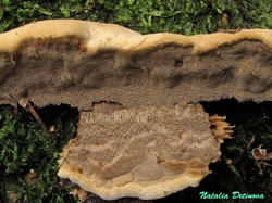 Phellinus_nigrolimitatus_NND_20190904-3.thumb.JPG.1fb054c1010ac30a601ca7f598dbbd89.JPG