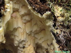 Physisporinus_vitreus_NND_20180910-4.thumb.JPG.c8cf73dd7d241a8699daccfb711c001e.JPG