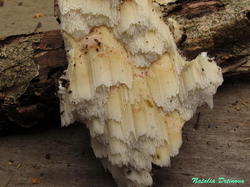 Physisporinus_vitreus_NND_20180910-9.thumb.jpg.52f76e06d1a58e4649b7cf752f32353d.jpg