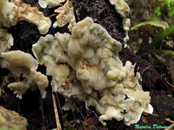 Physisporinus_vitreus_NND_20180912-3.thumb.JPG.b4db79a97288ef6d40853a4b886e752c.JPG