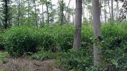 Phytolacca_americana_4_AWP_20200714.thumb.JPG.98bb5c14be1d4e79c0009c958f80634f.JPG