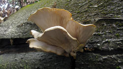 Pleurotus_pulmonarius_AWP_20200805.thumb.JPG.2bb9e223a62b293f6affa721f7208b5d.JPG