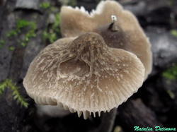 Pluteus_thomsonii_NND_20200807-1.thumb.JPG.760069cf43465a4c97897ca93c0f2bb3.JPG