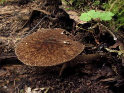 Pluteus_umbrosus_NND_20202820-1.thumb.JPG.170427c108724441c98d1c96c18b11fb.JPG