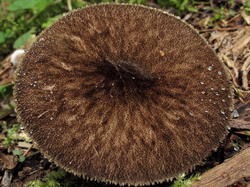 Pluteus_umbrosus_NND_20202820-2.thumb.JPG.77f990f44b7d1ee2e0db90a673ddc41f.JPG