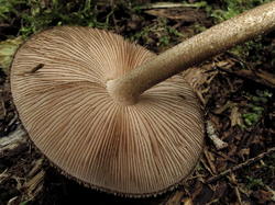 Pluteus_umbrosus_NND_20202820-3.thumb.JPG.e1edc5694d638464509ad303806f71d6.JPG