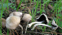 Psathyrella_candolleana_AWP_20200624.thumb.JPG.129cbd469f41bc632d68f20abe51481f.JPG