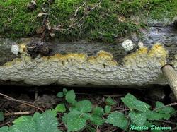 Skeletocutis_odora_NND_20180907-1.thumb.JPG.9f71dfb891f475d95b027c01a311a959.JPG