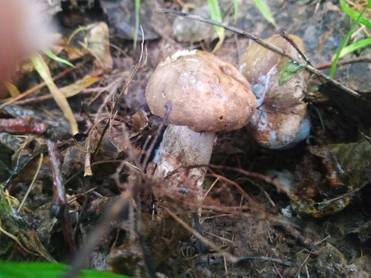 Очень мало грибов