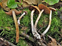 1187 Cortinarius 200903 береза ель (6).JPG